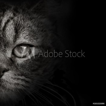 Picture of dark muzzle cat close-up front view
